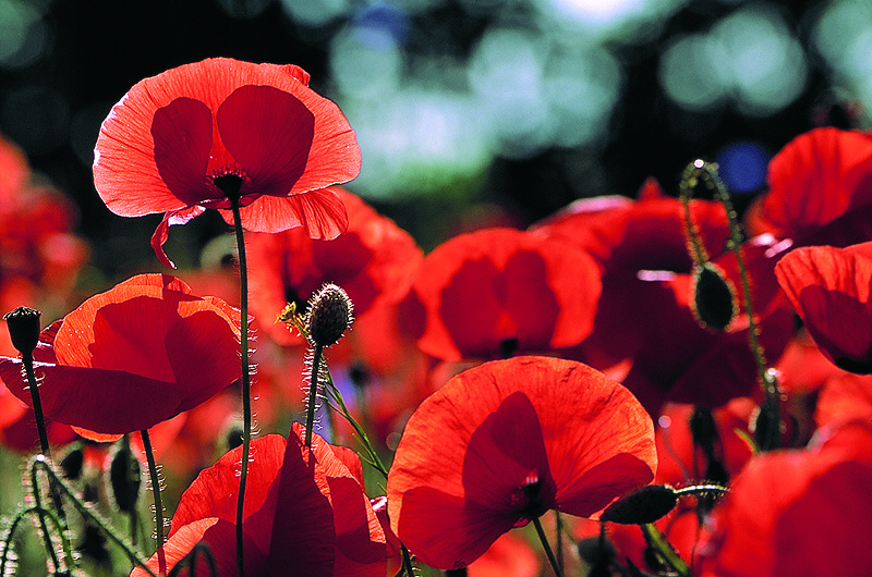 zur Übersicht Mohnblumen