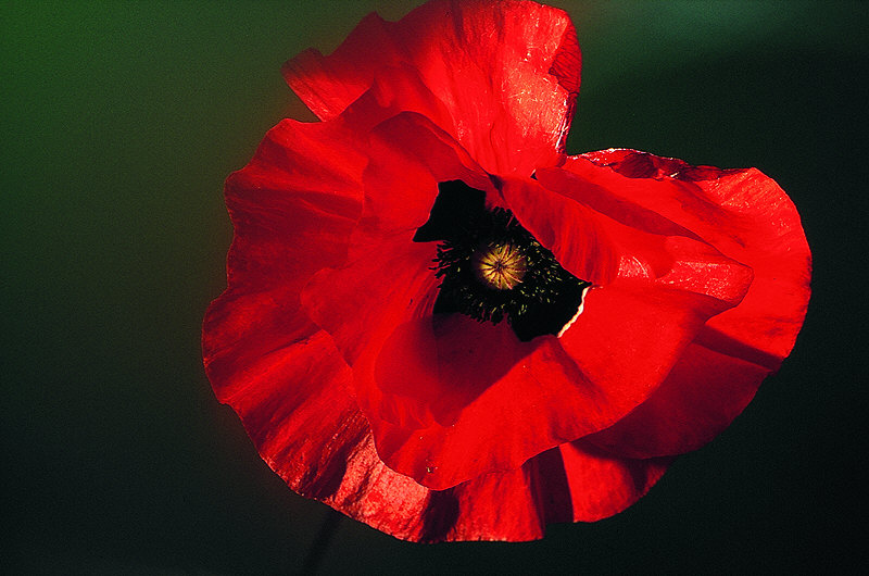 zur Übersicht Mohnblumen