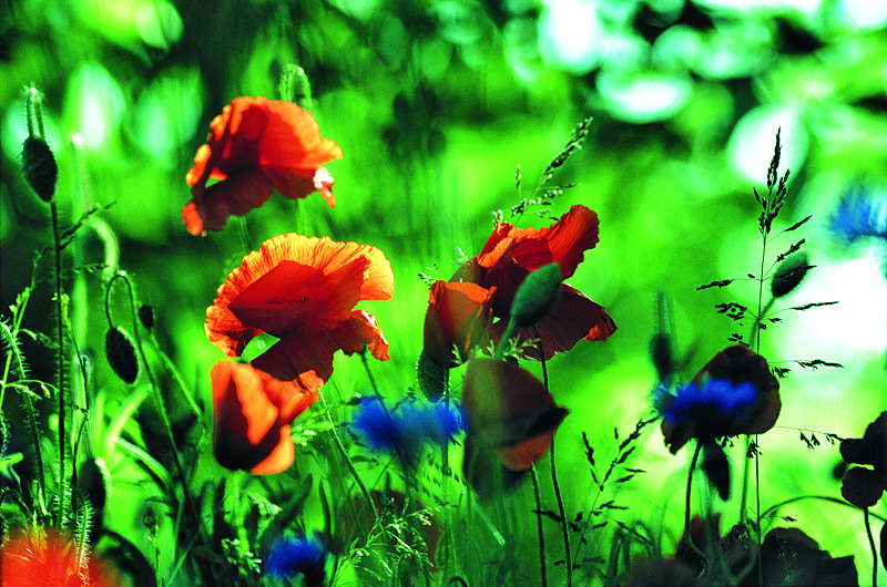 zur Übersicht Mohnblumen