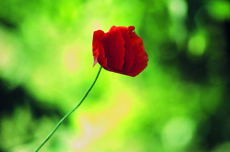 zur Übersicht Mohnblumen
