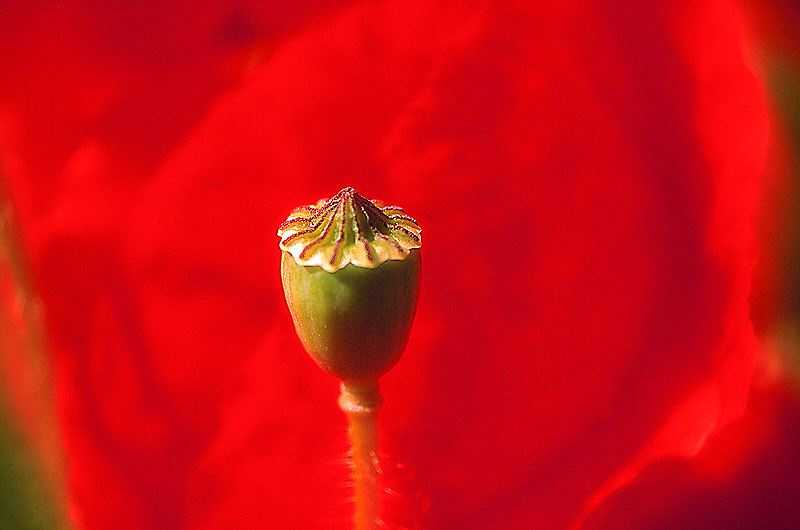 zur Übersicht Mohnblumen