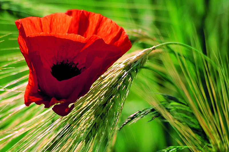 zur Übersicht Wildblumen