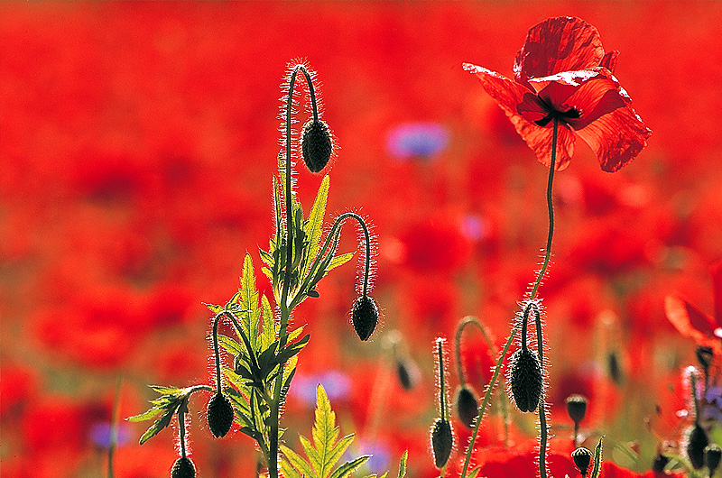 zur Übersicht Mohnblumen