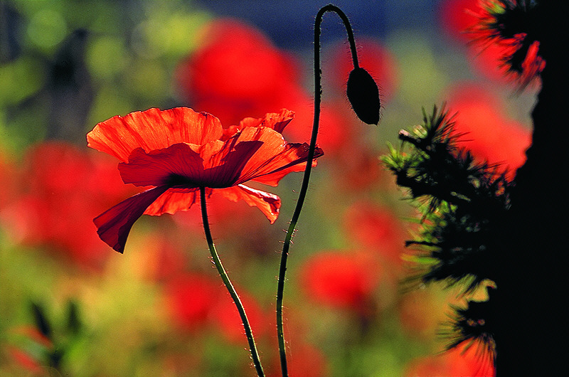 zur Übersicht Mohnblumen