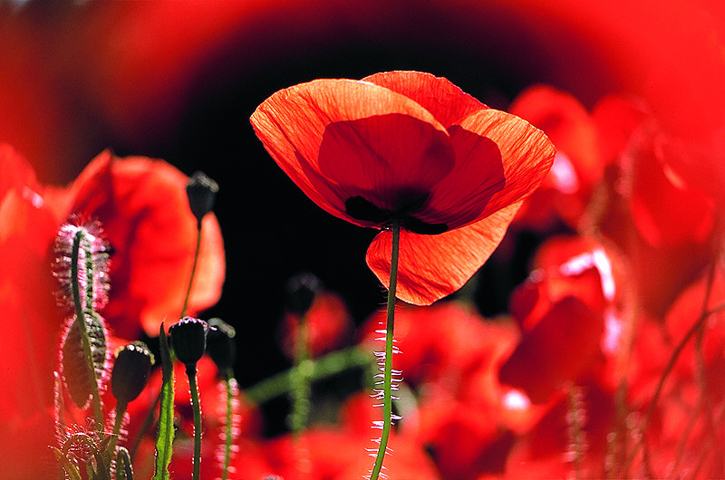 zur Übersicht Mohnblumen