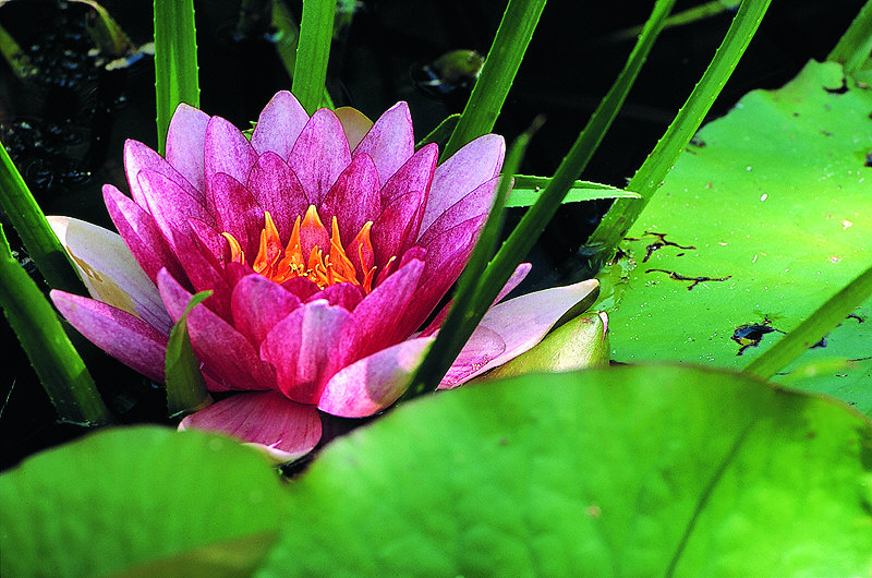 zur Übersicht Mohnblumen