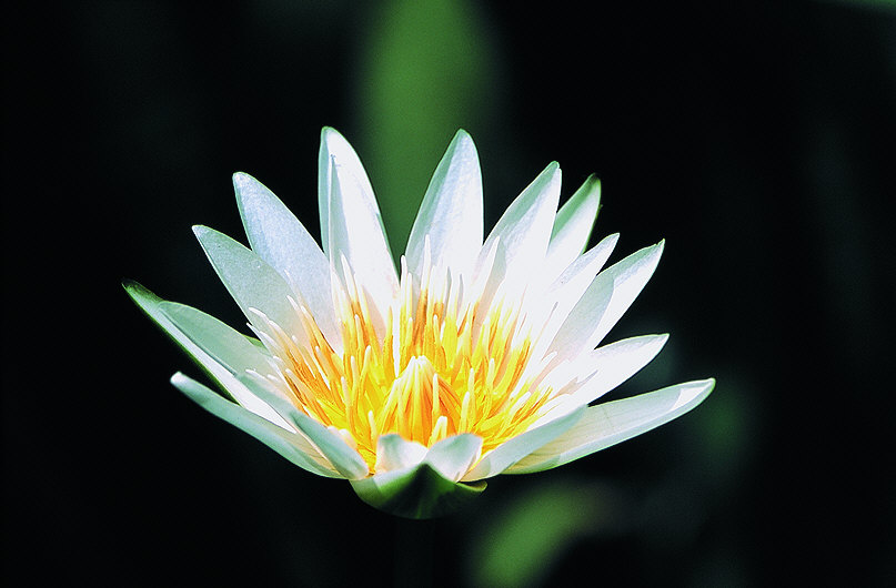 zur Übersicht Mohnblumen