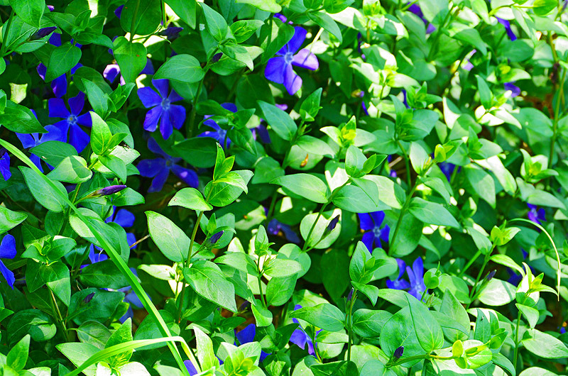 zur Übersicht Wildblumen 4
