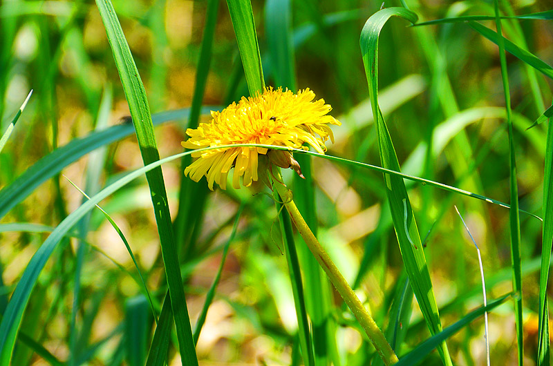 zur Übersicht Wildblumen 4