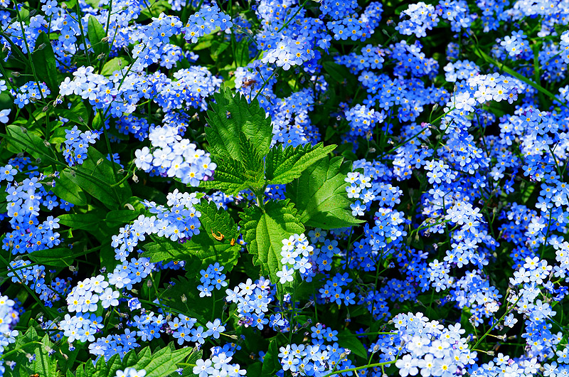 zur Übersicht Wildblumen 4
