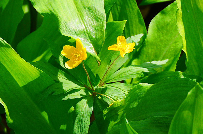 zur Übersicht Wildblumen 4