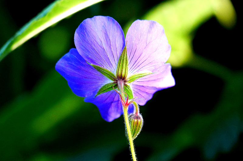 zur Übersicht Wildblumen 4