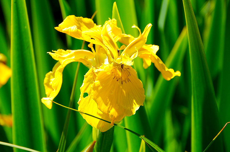 zur Übersicht Wildblumen 4