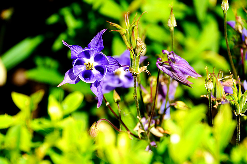 zur Übersicht Wildblumen 4
