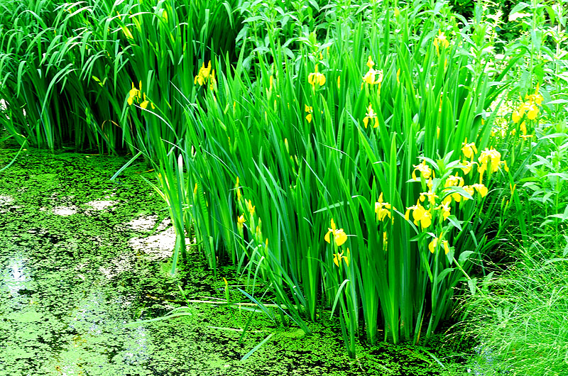 zur Übersicht Wildblumen 4