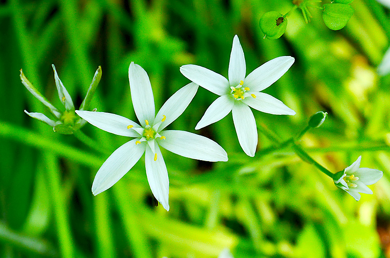 zur Übersicht Wildblumen 4