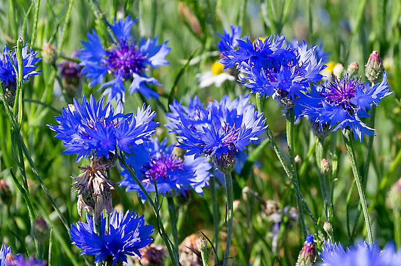 zur Übersicht Wildblumen 5