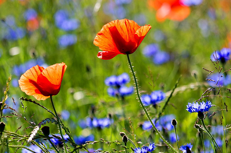 zur Übersicht Wildblumen 5