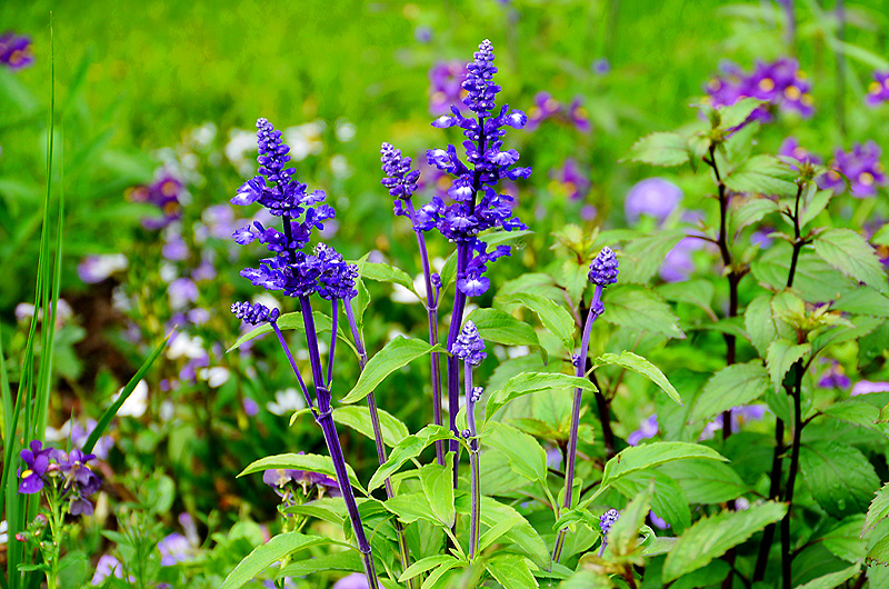 zur Übersicht Wildblumen 5