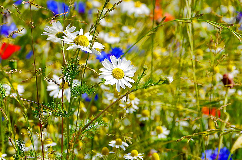 zur Übersicht Wildblumen 5