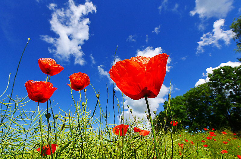 zur Übersicht Wildblumen 5