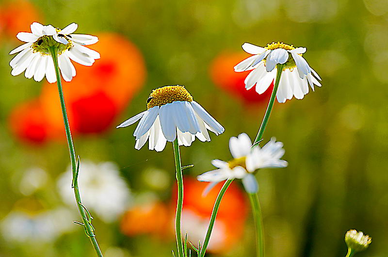 zur Übersicht Wildblumen 5