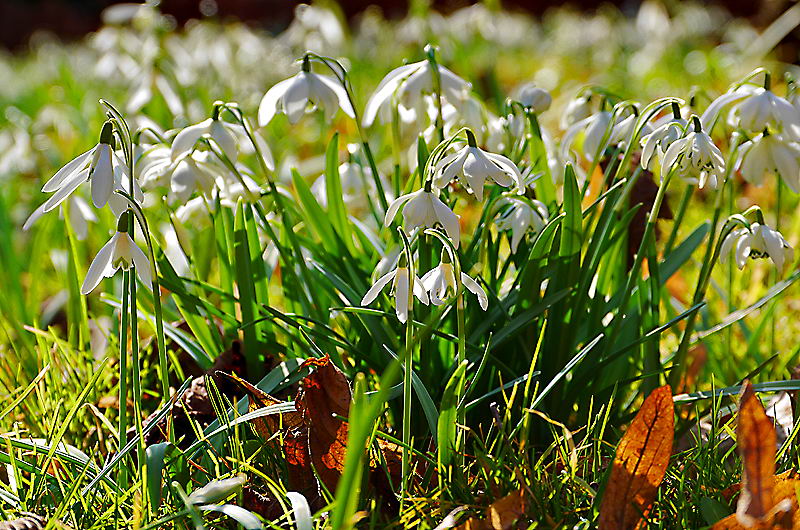 zur Übersicht Wildblumen 5