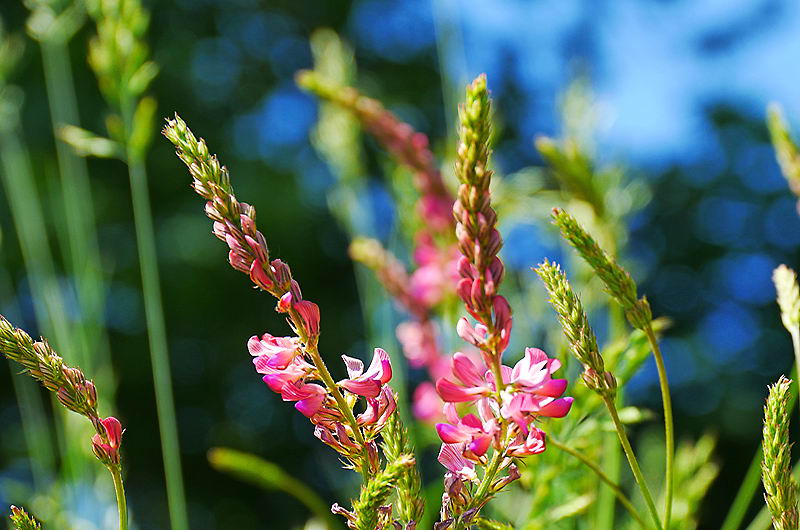 zur Übersicht Wildblumen 5