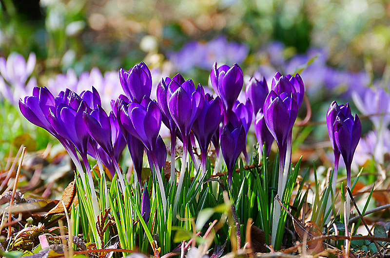 zur Übersicht Wildblumen 5