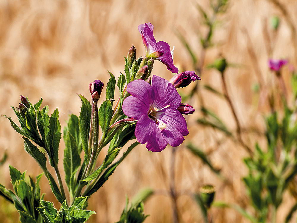 zur Übersicht Wildblumen 6