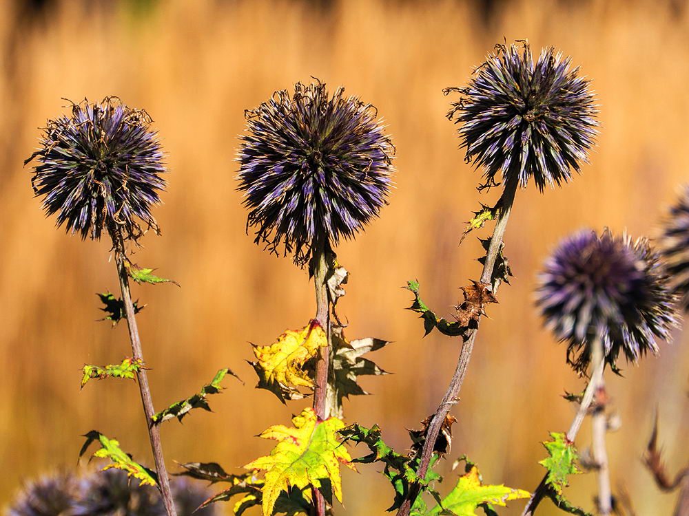 zur Übersicht Wildblumen 6