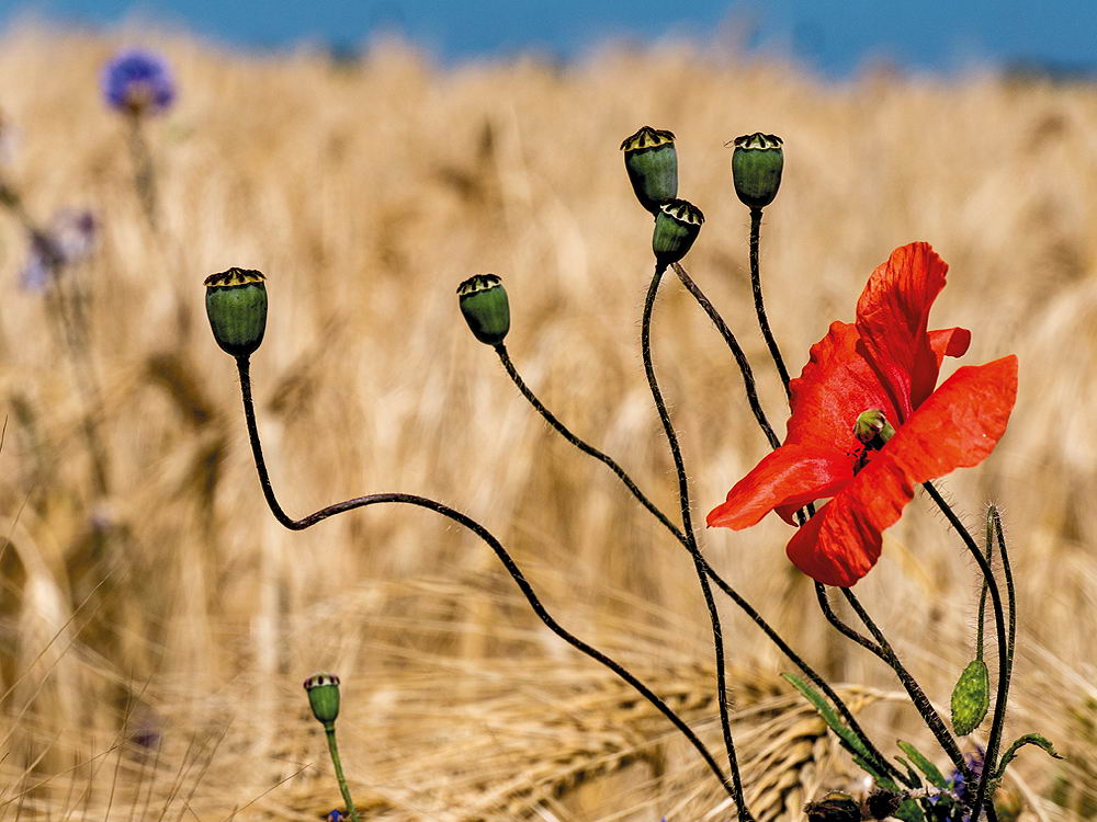zur Übersicht Wildblumen 6