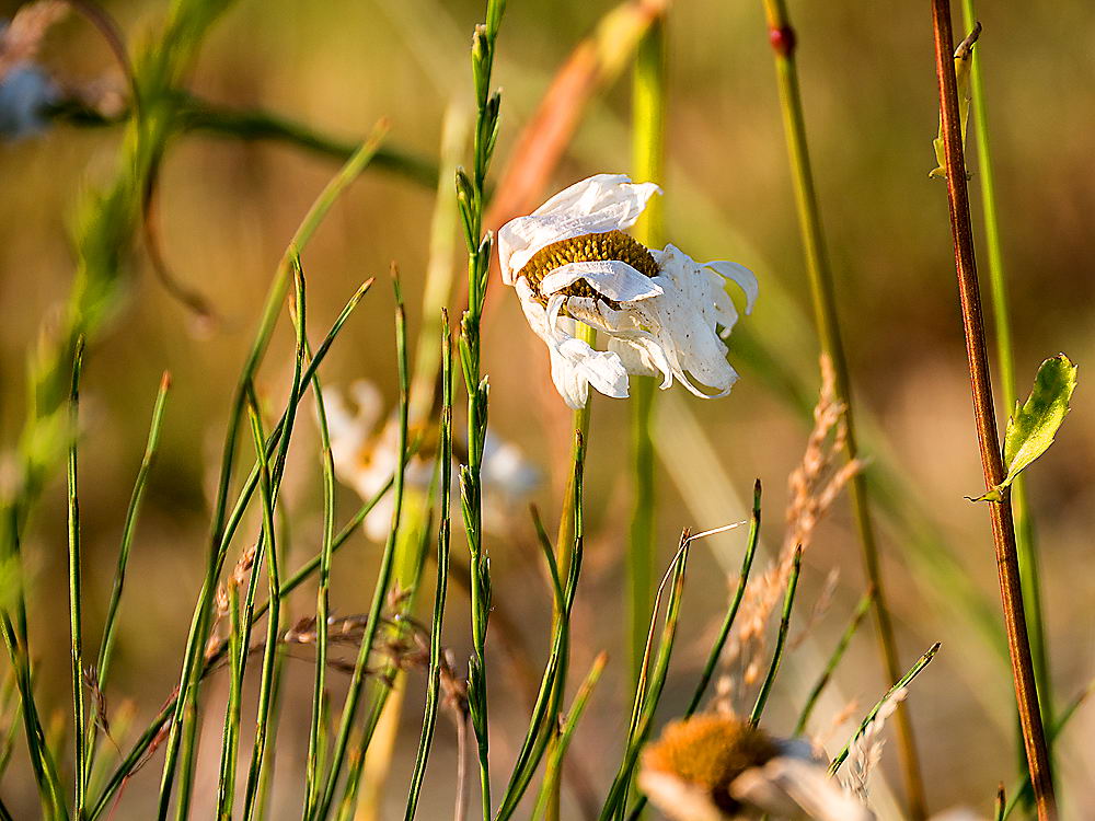 zur Übersicht Wildblumen 6