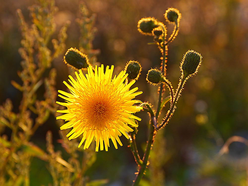 zur Übersicht Wildblumen 6