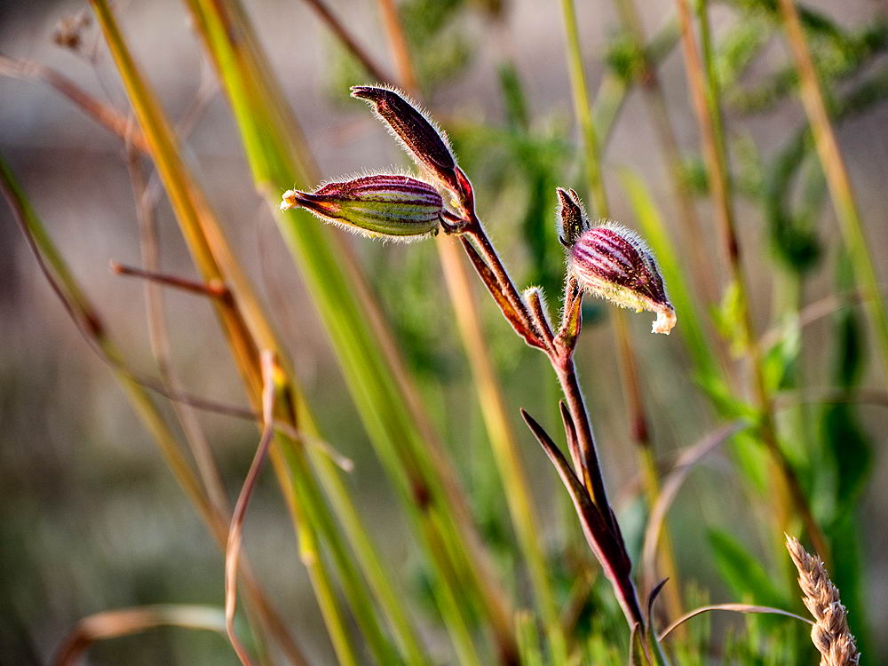 zur Übersicht Wildblumen 6