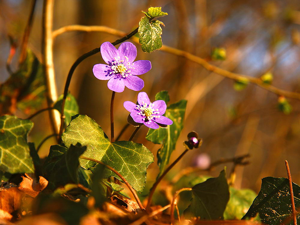 zur Übersicht Wildblumen 6