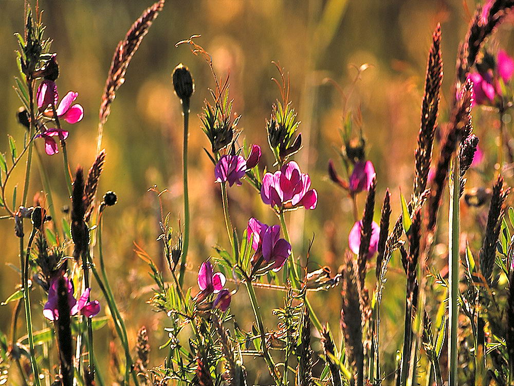 zur Übersicht Wildblumen 6