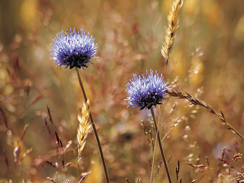 zur Übersicht Wildblumen 6