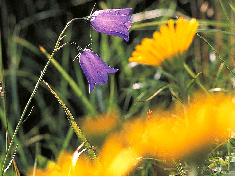zur Übersicht Wildblumen 7