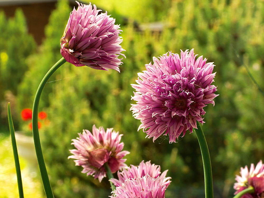 zur Übersicht Wildblumen 7