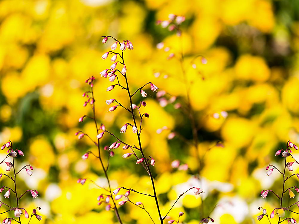zur Übersicht Wildblumen 7