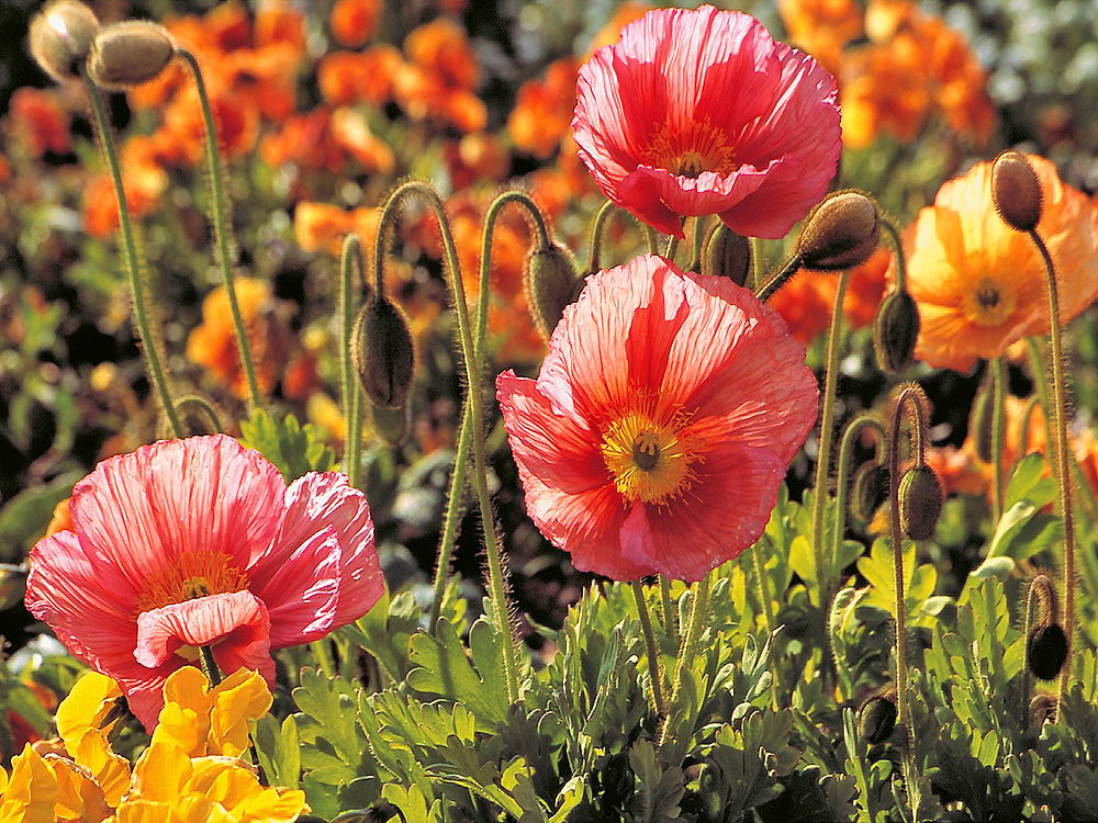 zur Übersicht Wildblumen 7