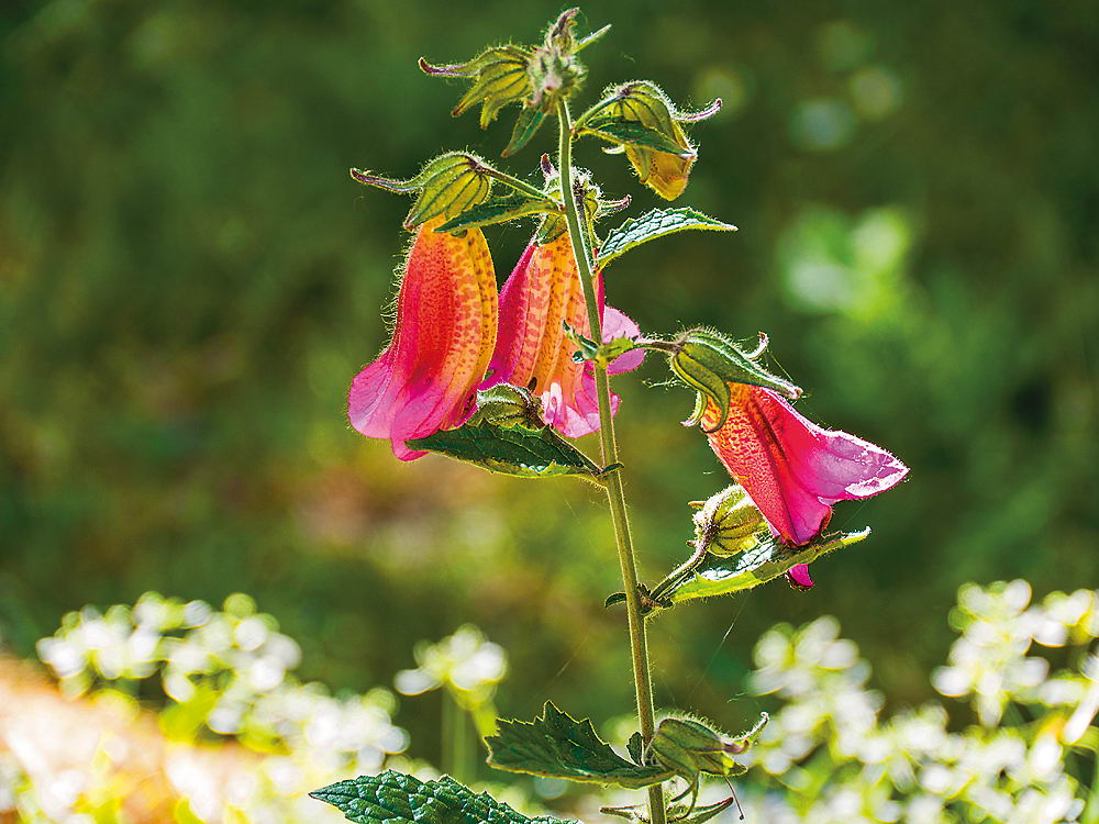 zur Übersicht Wildblumen 7