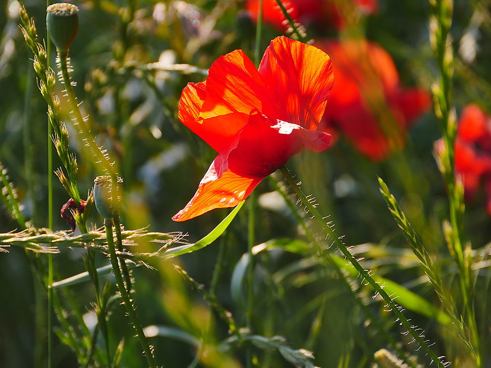 zur Übersicht Wildblumen 7