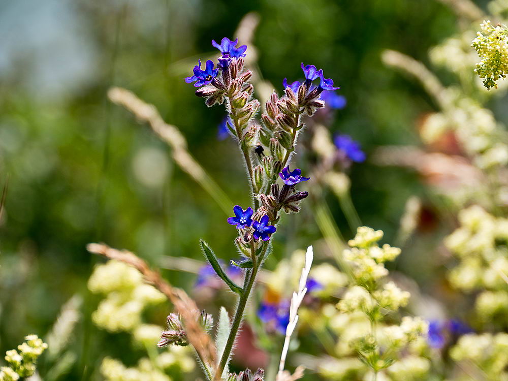 zur Übersicht Wildblumen 7