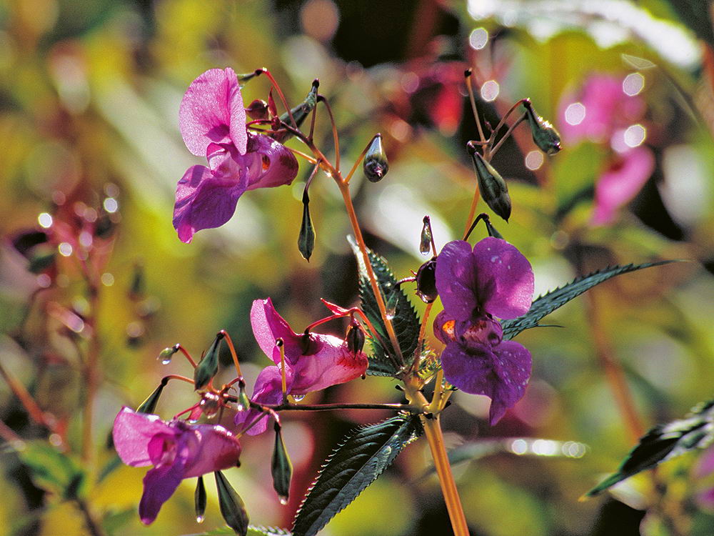 zur Übersicht Wildblumen 7