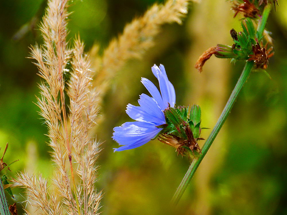 zur Übersicht Wildblumen 7