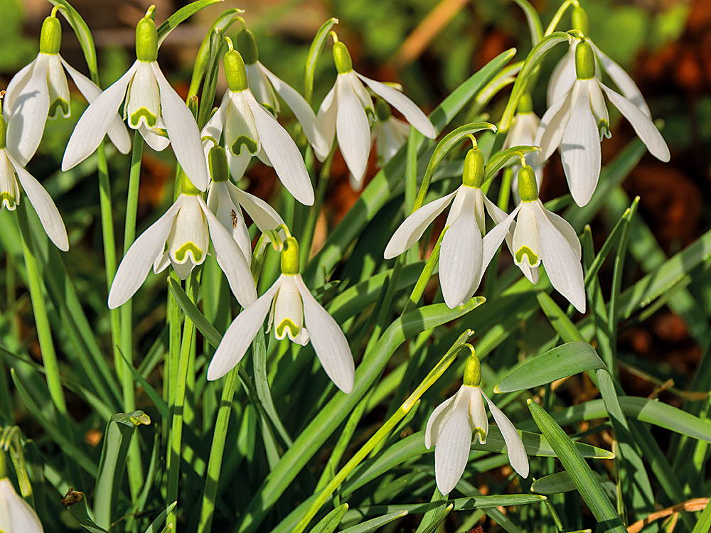 zur Übersicht Wildblumen 8