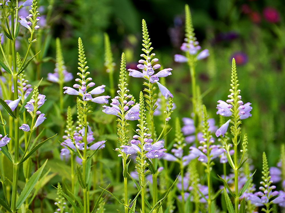 zur Übersicht Wildblumen 8