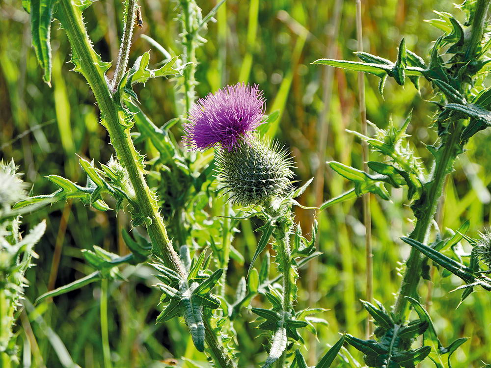 zur Übersicht Wildblumen 8